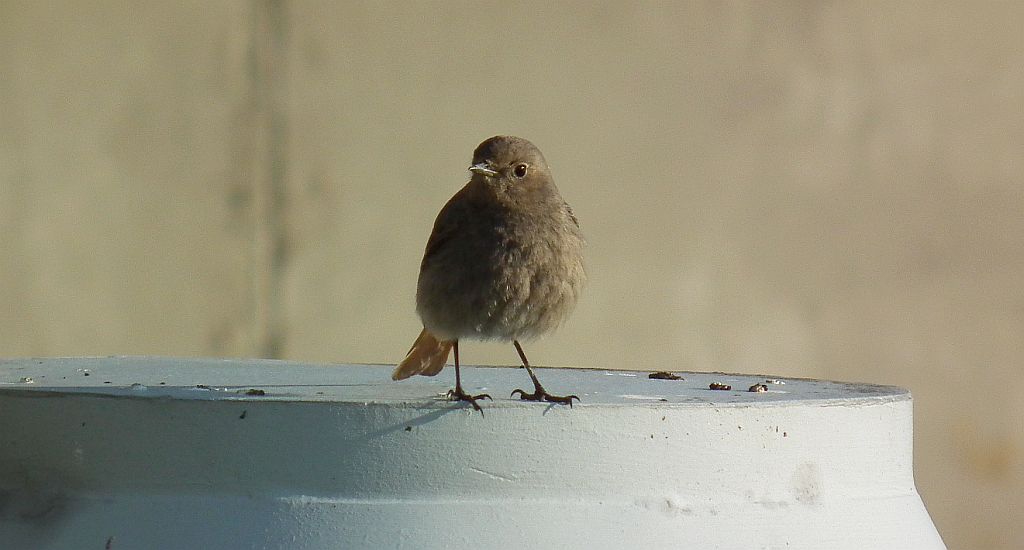 Kopciuszek zwyczajny, kopciuszek (Phoenicurus ochruros)