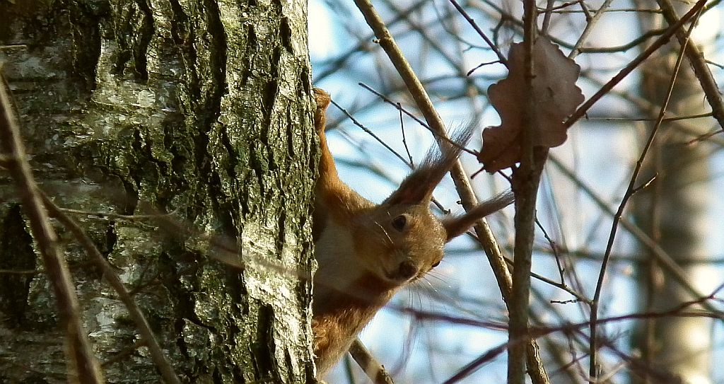 Wiewiórka pospolita, wiewiórka ruda (Sciurus vulgaris)