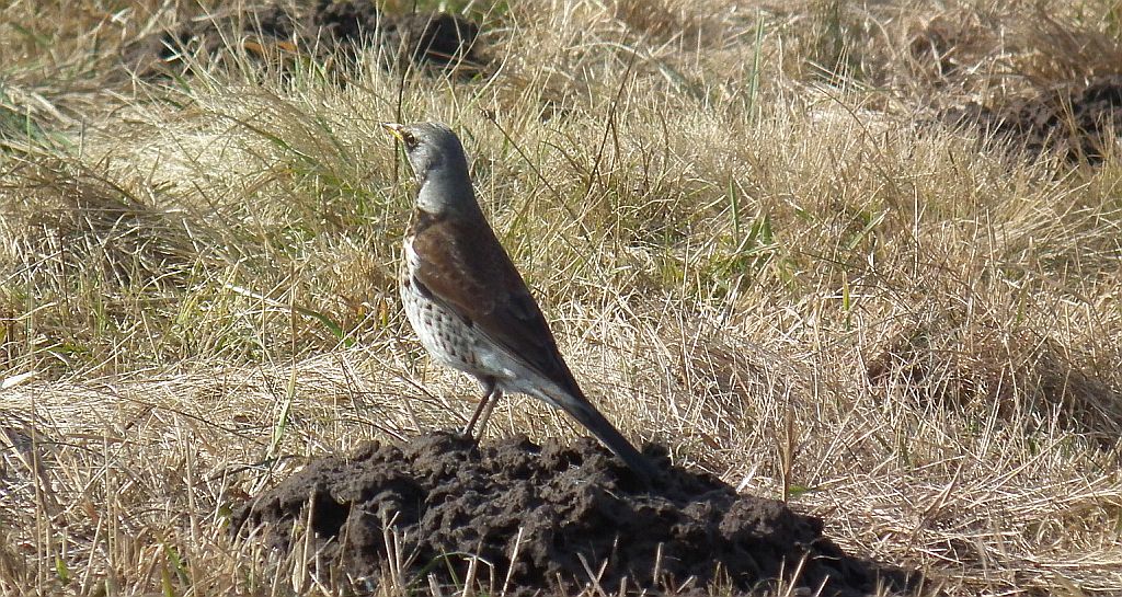 Kwiczoł (Turdus pilaris)