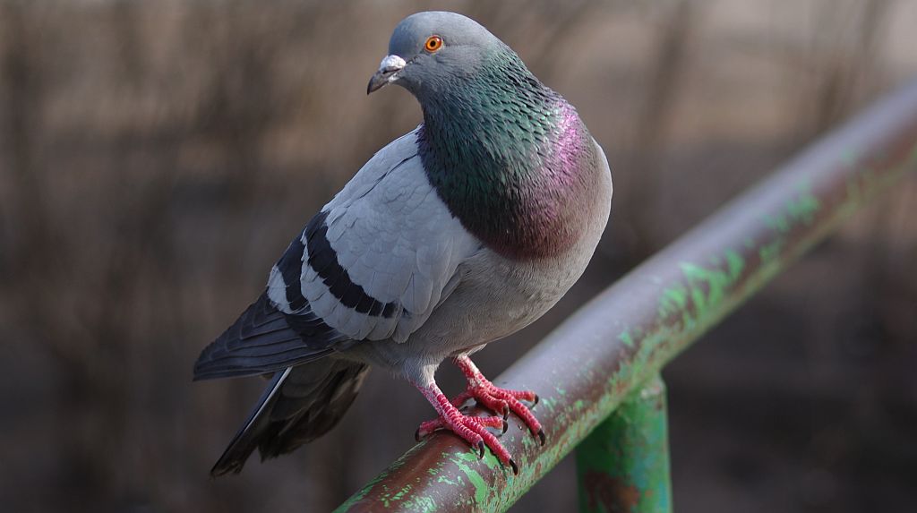 Gołąb pocztowy –  odmian gołębia skalnego (Columba livia)