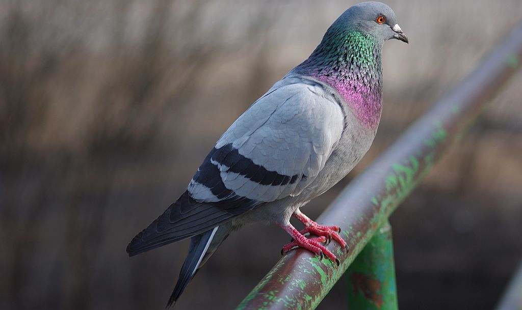 Gołąb pocztowy –  odmian gołębia skalnego (Columba livia)