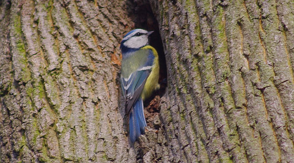 Modraszka, sikora modra (Cyanistes caeruleus syn. Parus caeruleus)