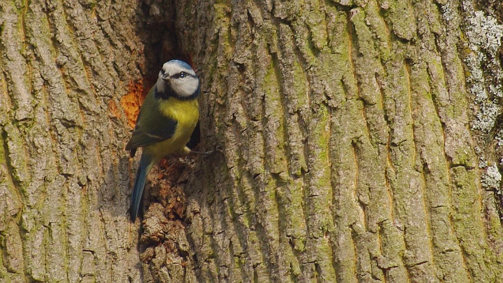 Modraszka, sikora modra (Cyanistes caeruleus syn. Parus caeruleus)