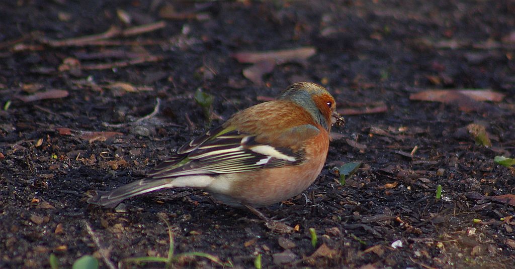 Zięba zwyczajna (Fringilla coelebs)