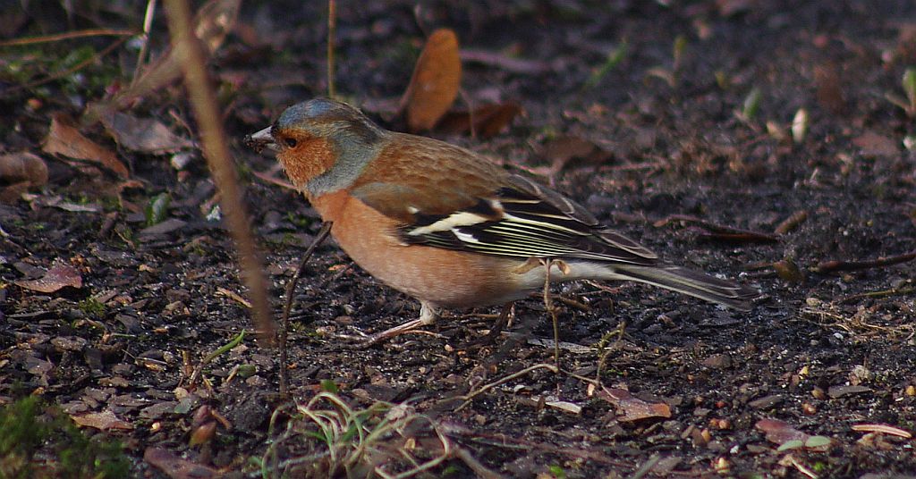 Zięba zwyczajna (Fringilla coelebs)