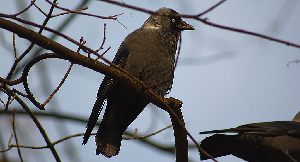 Kawka, kawka zwyczajna (Corvus monedula)