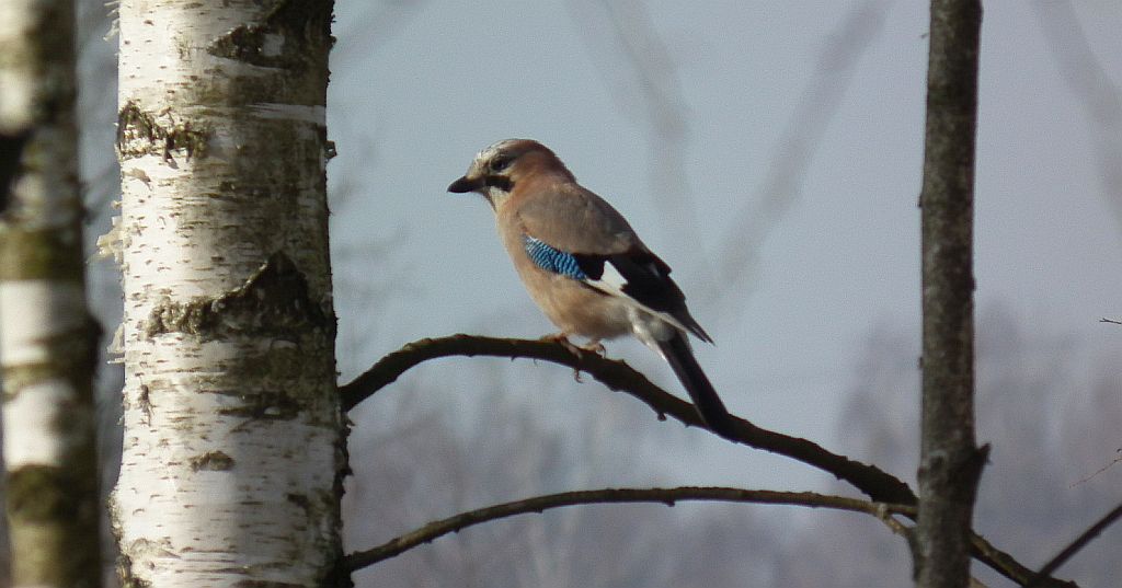 Sójka, sójka żołędziówka (Garrulus glandarius)