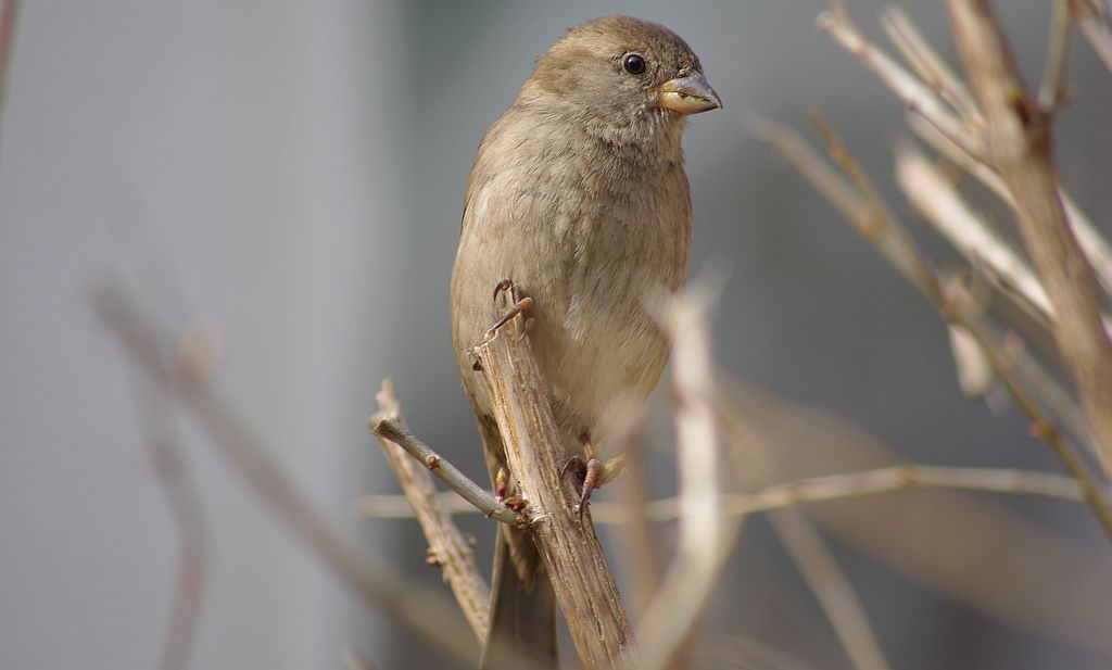 Wróbel zwyczajny, wróbel domowy, wróbel, jagodnik (Passer domesticus)
