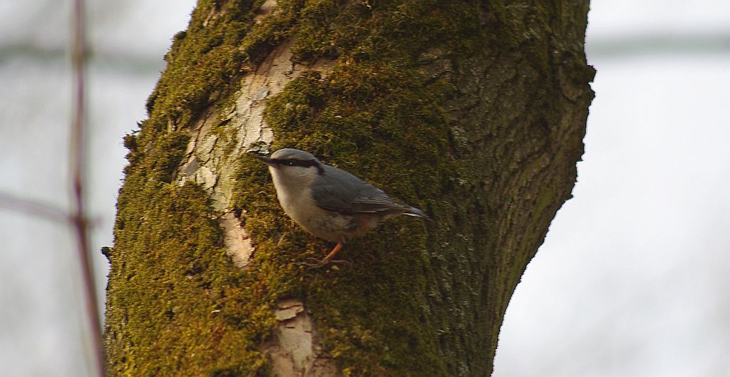 Kowalik, kowalik zwyczajny, bargiel (Sitta europaea)