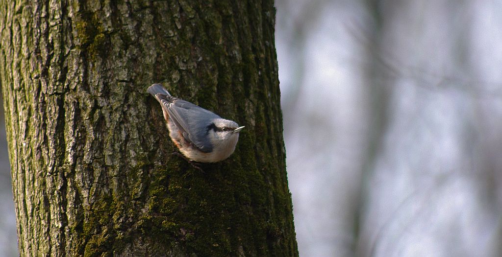 Kowalik, kowalik zwyczajny, bargiel (Sitta europaea)