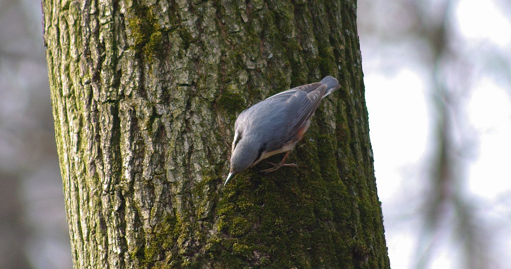 Kowalik, kowalik zwyczajny, bargiel (Sitta europaea)