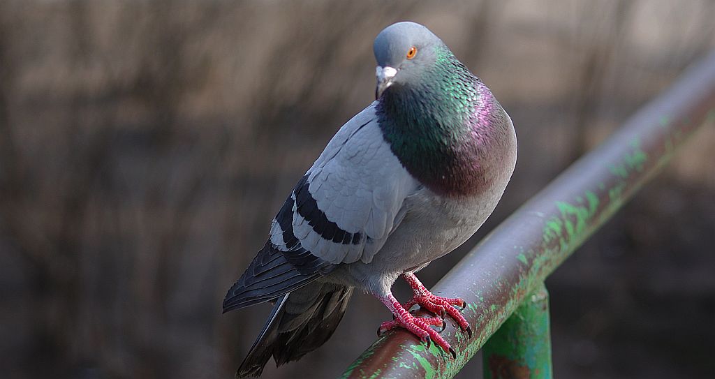 Gołąb pocztowy –  odmian gołębia skalnego (Columba livia)