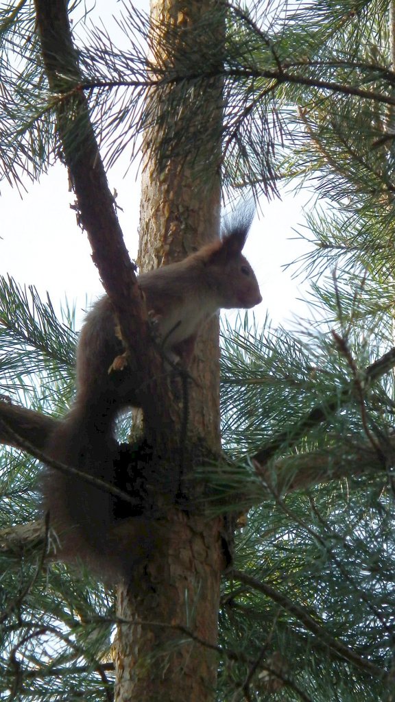Wiewiórka pospolita, wiewiórka ruda (Sciurus vulgaris)