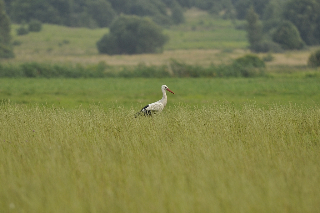 Bocian biały (Ciconia ciconia)