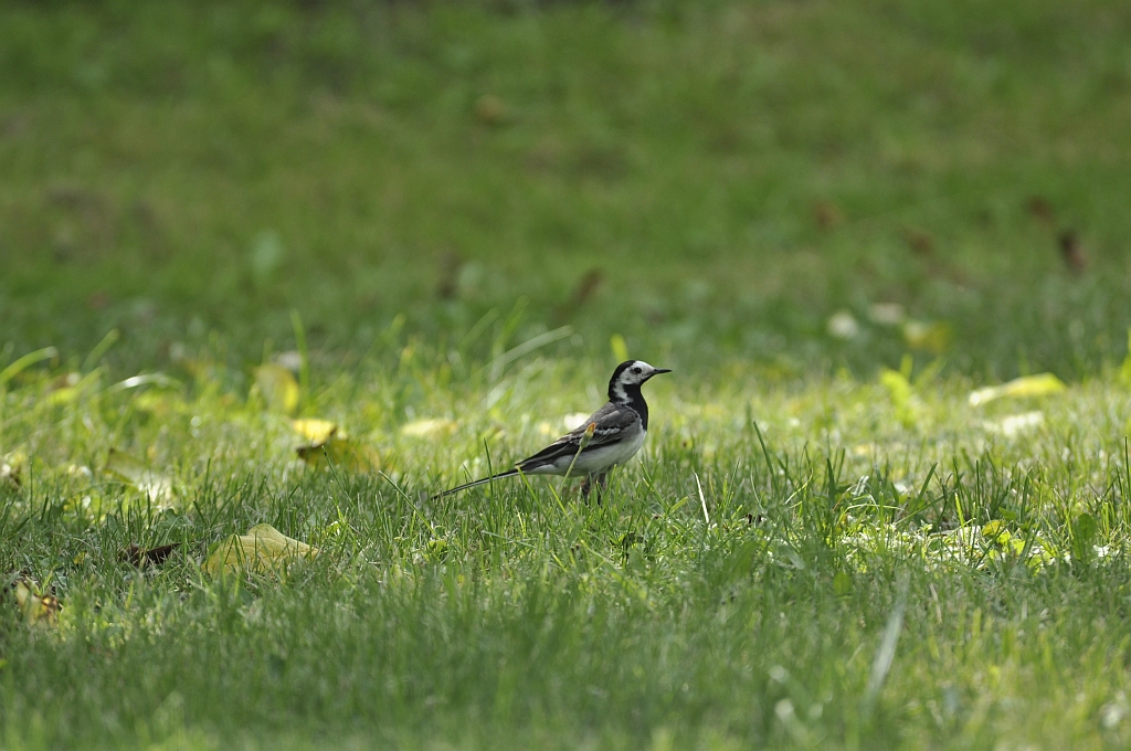 Pliszka siwa (Motacilla alba)
