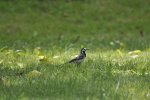 Pliszka siwa (Motacilla alba)