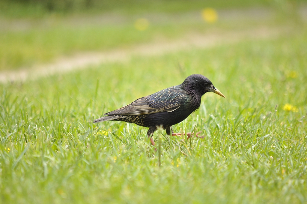 Szpak (Sturnus vulgaris)