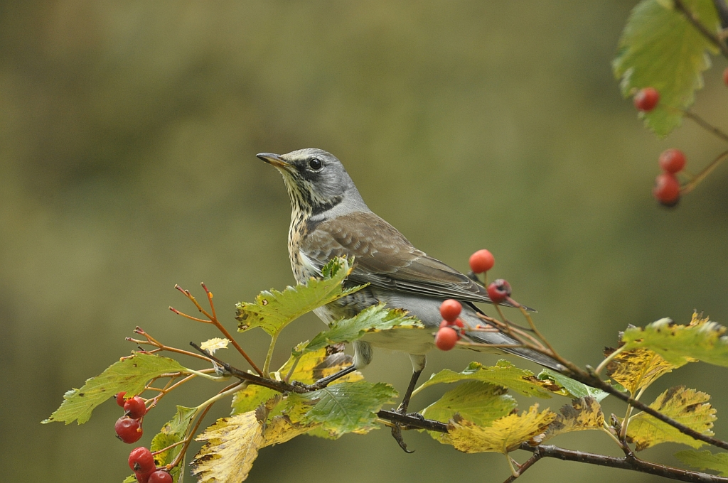 Kwiczoł (Turdus pilaris)