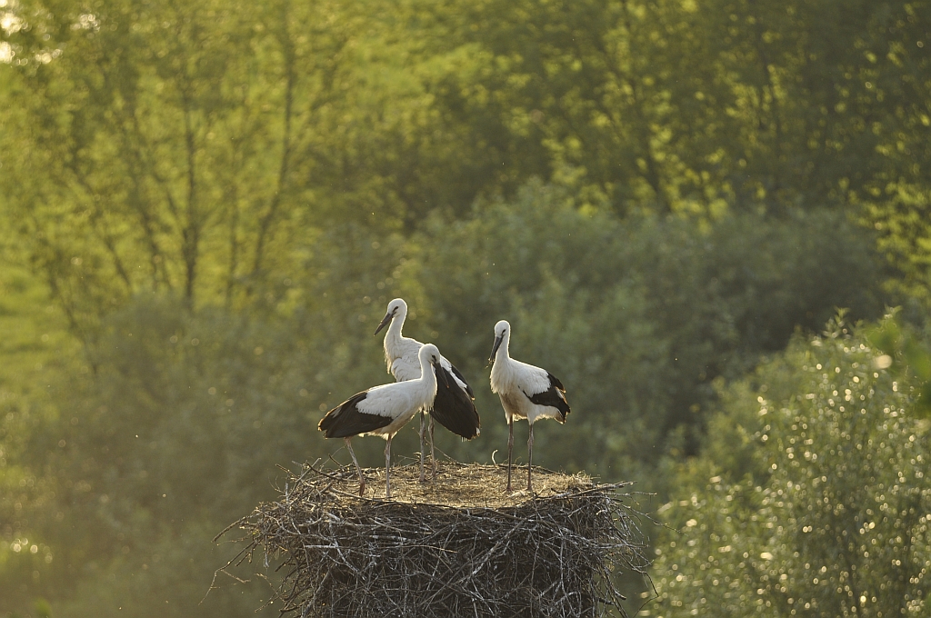 Bocian biały (Ciconia ciconia)