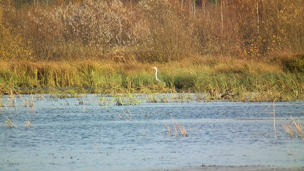 Czapla biała (Ardea alba)