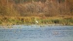 Czapla biała (Ardea alba)