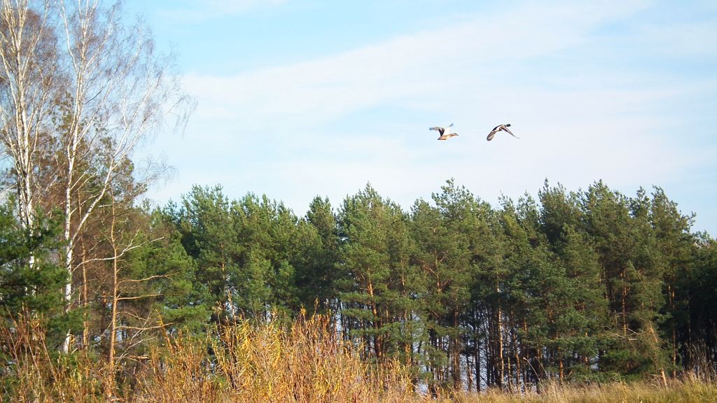 Kaczka krzyżówka (Anas platyrhynchos)