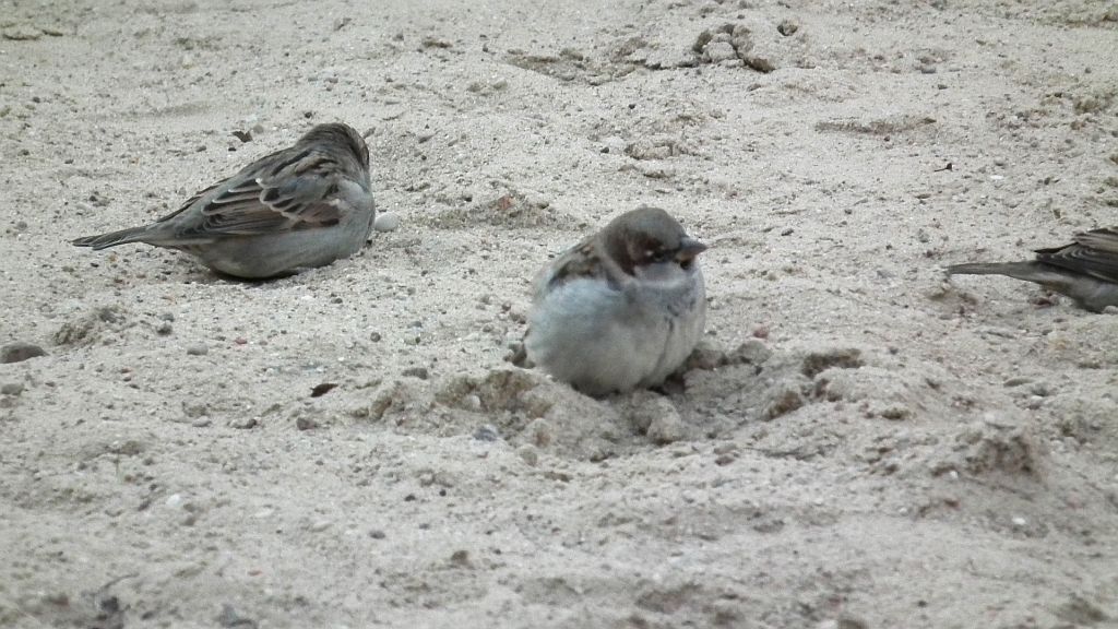 Wróbel zwyczajny, wróbel domowy, wróbel (Passer domesticus)