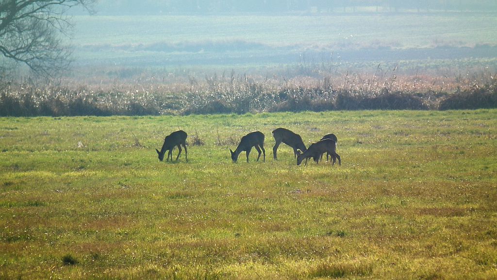 Sarna europejska (Capreolus capreolus)
