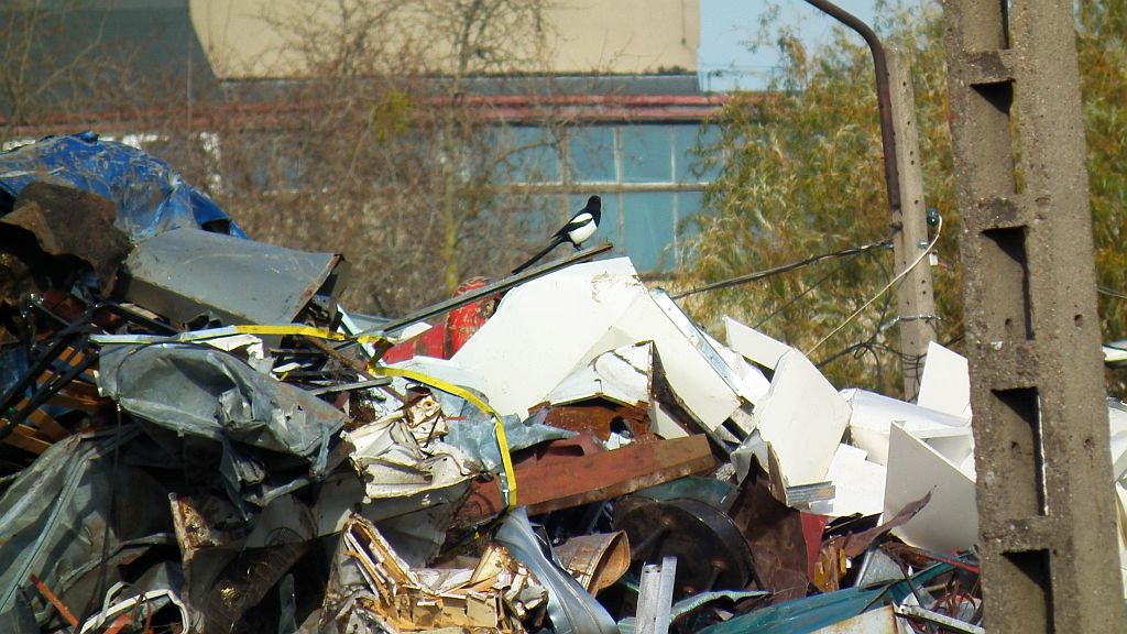 Sroka zwyczajna, sroka pospolita, sroka (Pica pica)