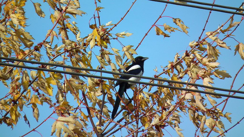 Sroka zwyczajna, sroka pospolita, sroka (Pica pica)