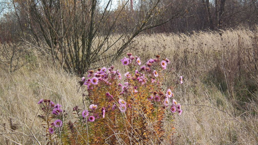 Chwastowisko na Bażantarni (Białystok).