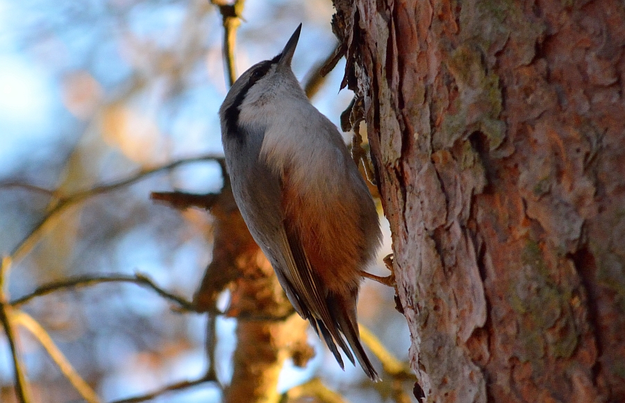 Kowalik, kowalik zwyczajny, bargiel (Sitta europaea)