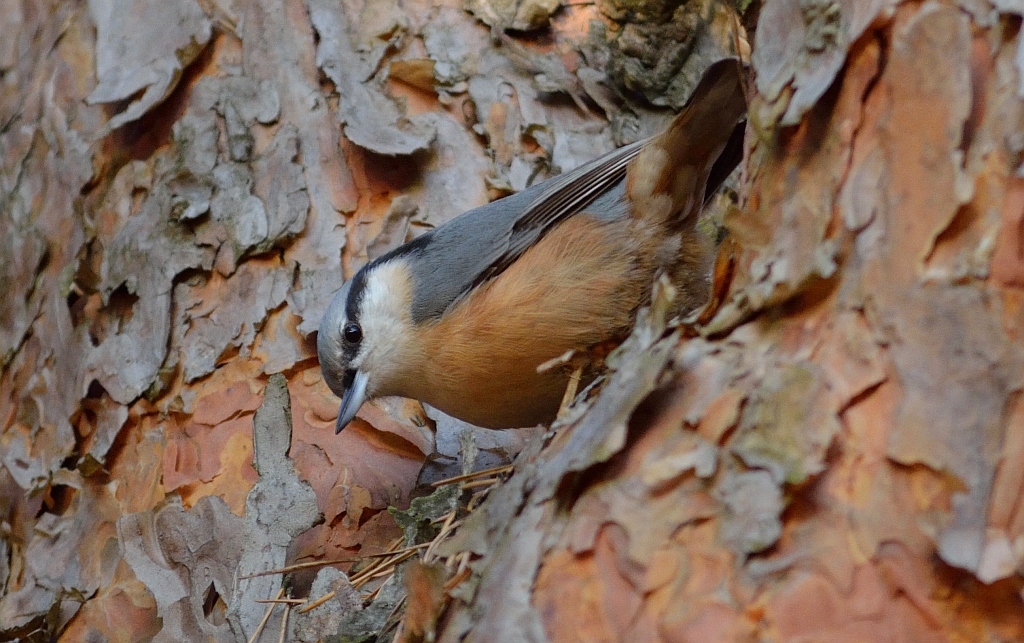 Kowalik, kowalik zwyczajny, bargiel (Sitta europaea)