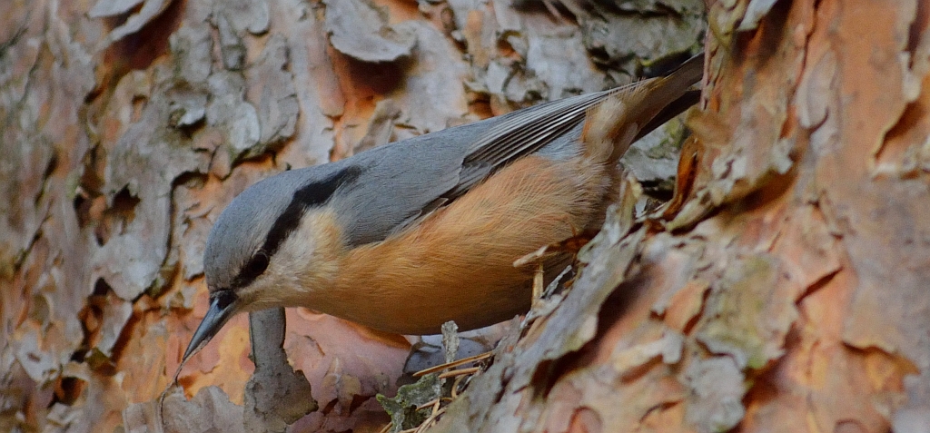 Kowalik, kowalik zwyczajny, bargiel (Sitta europaea)