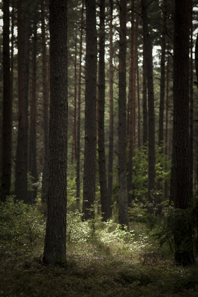 Sosna zwyczajna, pospolita (Pinus sylvestris)