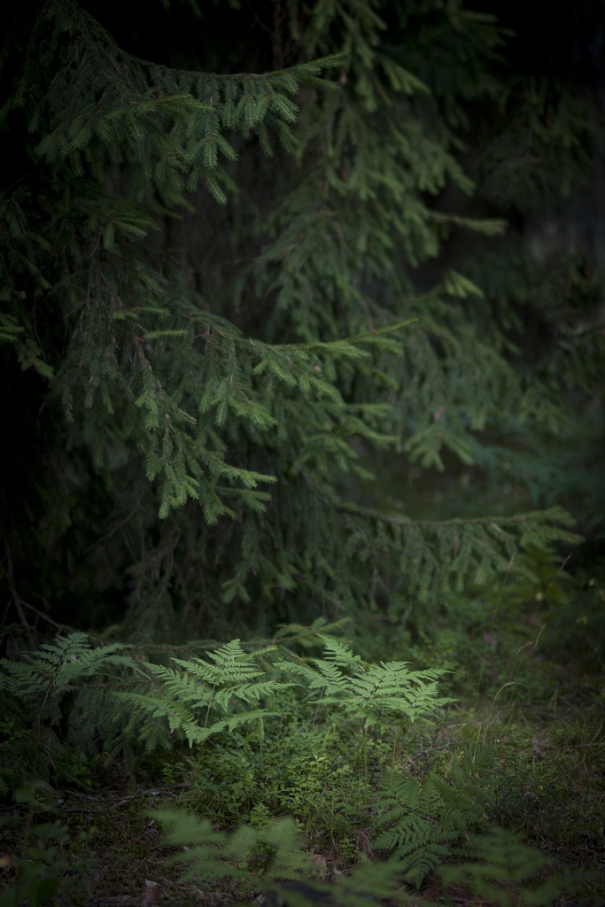 Świerk pospolity (Picea abies)