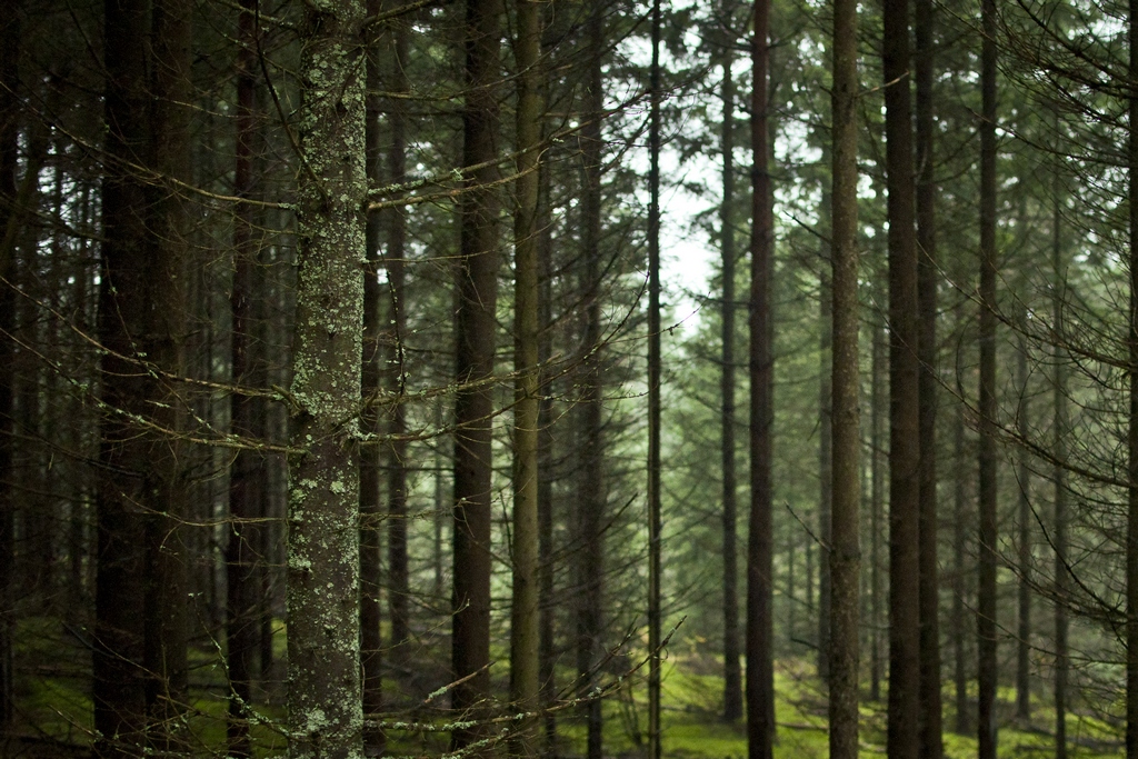 Świerk pospolity (Picea abies)