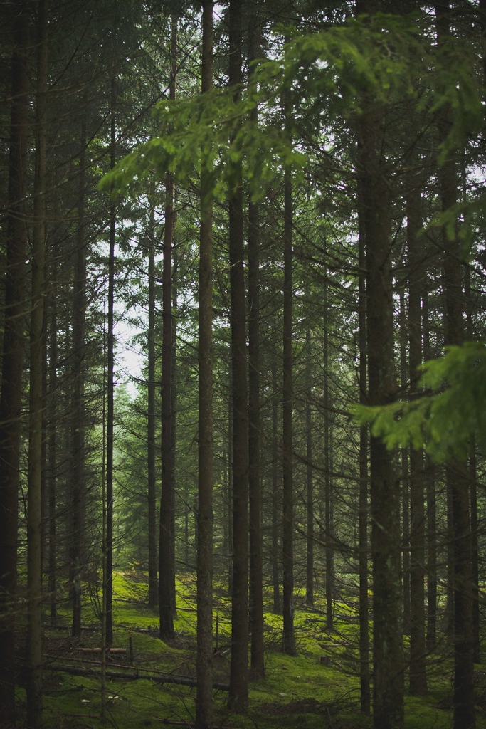 Świerk pospolity (Picea abies)