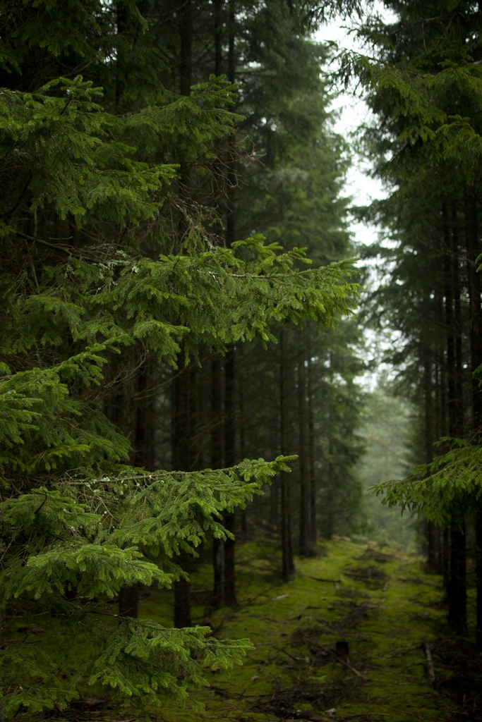 Świerk pospolity (Picea abies)