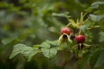 Dzika róża (Rosa canina)