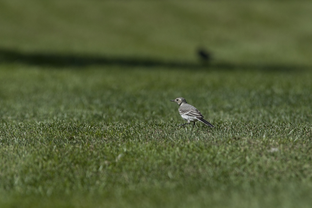 Pliszka siwa (Motacilla alba)