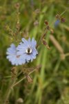 Cykoria podróżnik (Cichorium intybus)