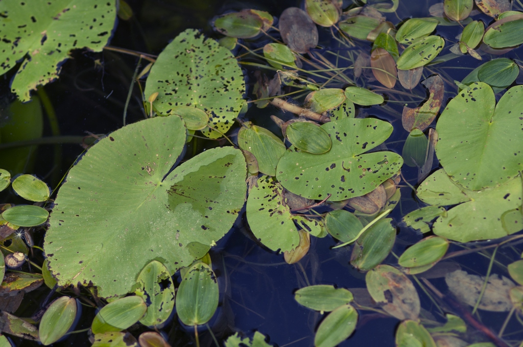 Rdestnica pływająca (Potamogeton natans)