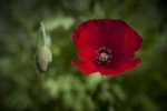 Mak polny (Papaver rhoeas)