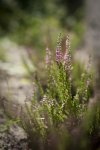 Wrzos (Calluna vulgaris)