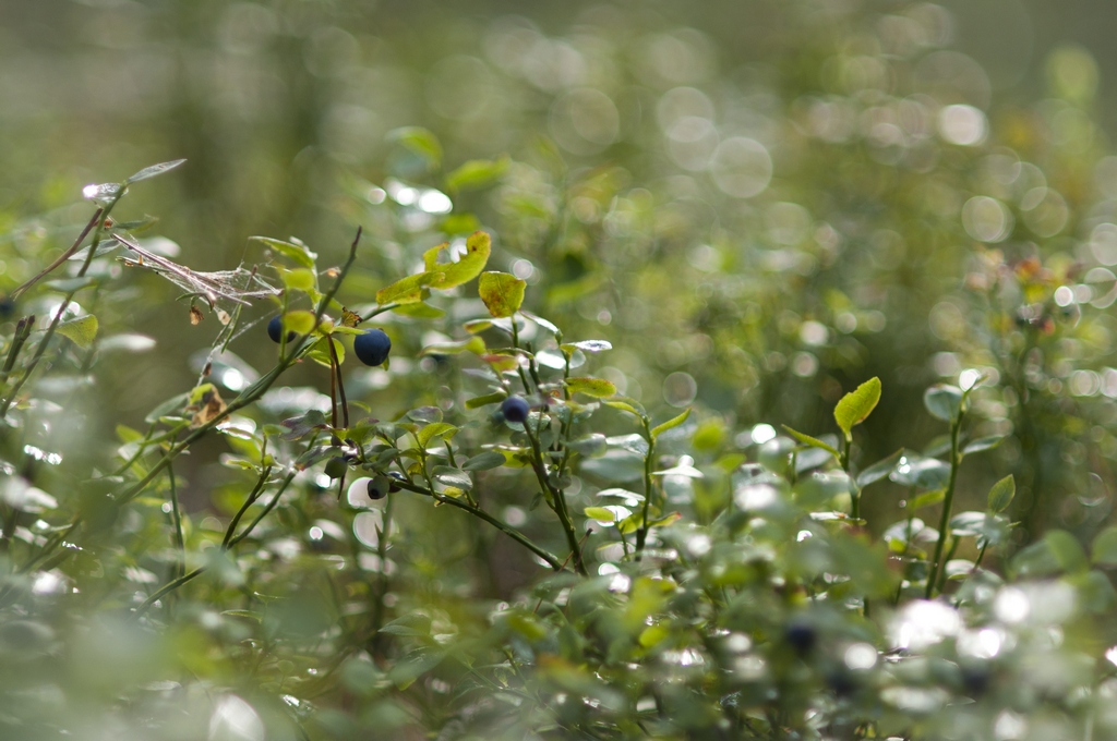 Borówka czarna (Vaccinium myrtillus)