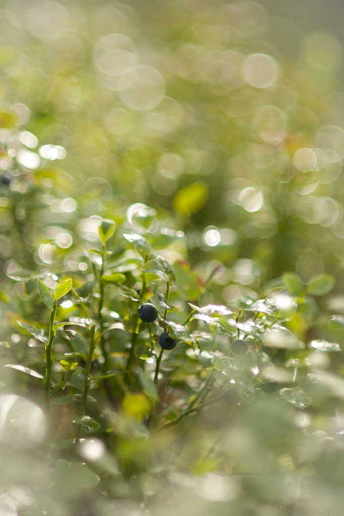 Borówka czarna (Vaccinium myrtillus)