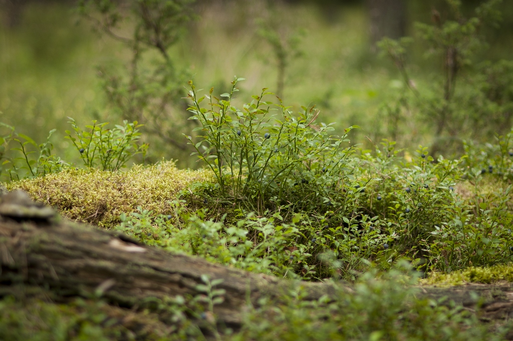 Borówka czarna (Vaccinium myrtillus L.)