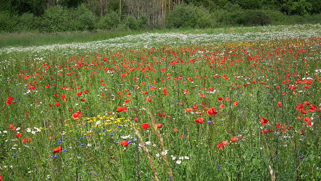 Kwitnąca, grajewska łąka