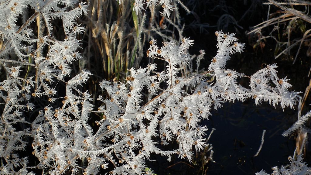 . Łąki nad Siemianówką